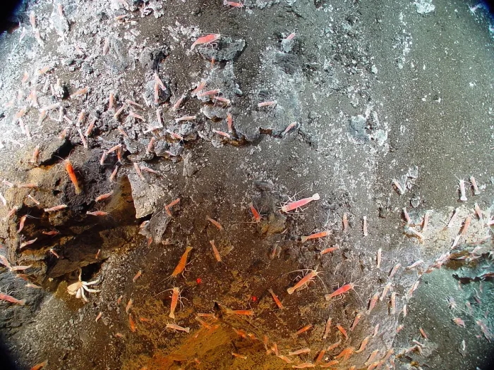 Framed Print : Hydrothermal Crabs and Shrimp