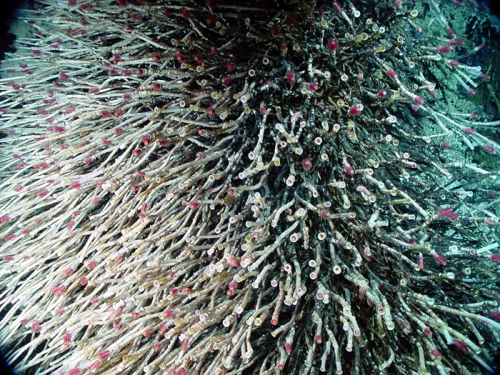 Framed Print : Hydrothermal Tubeworms Framed Print : Hydrothermal Tubeworms