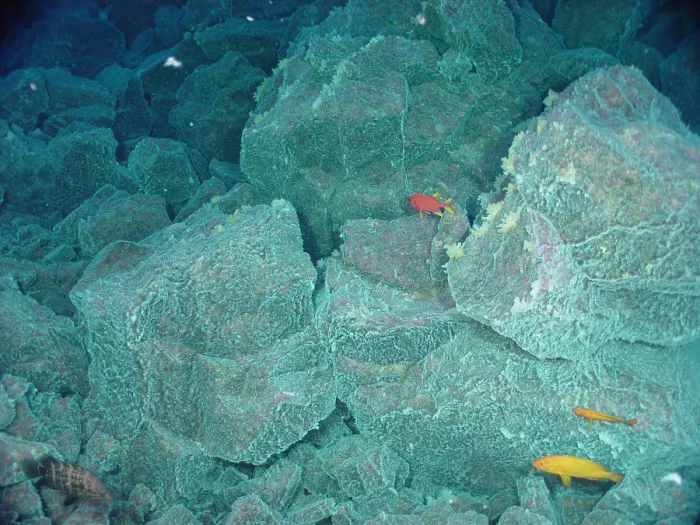 Framed Print : Hydrothermal Vent Community Framed Print : Hydrothermal Vent Community