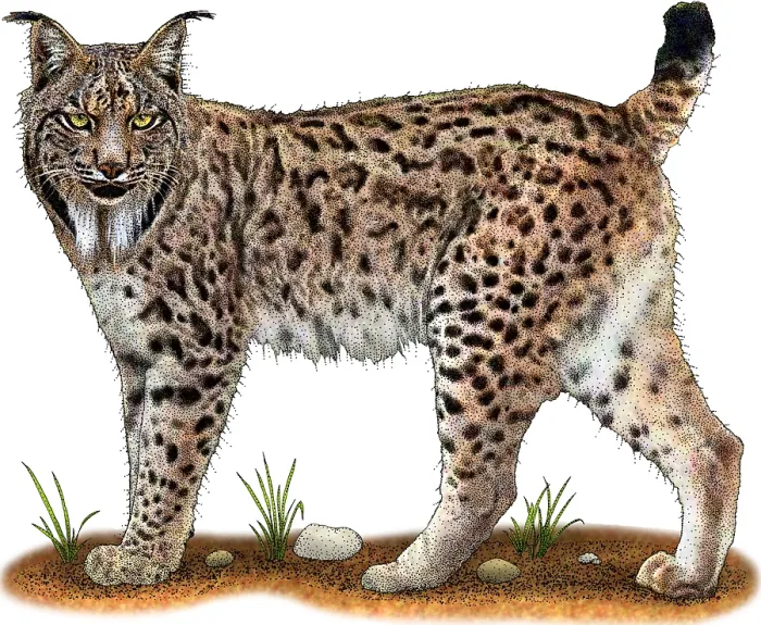 Framed Print : Iberian Lynx Framed Print : Iberian Lynx