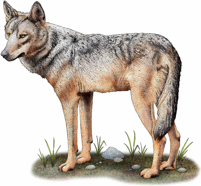 Framed Print : Iberian wolf Framed Print : Iberian wolf