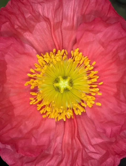 Framed Print : Iceland Poppy Framed Print : Iceland Poppy