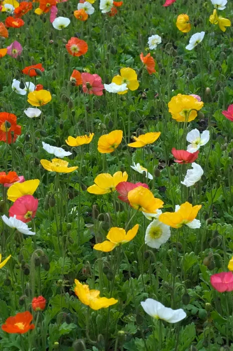 Framed Print : Iceland Poppy