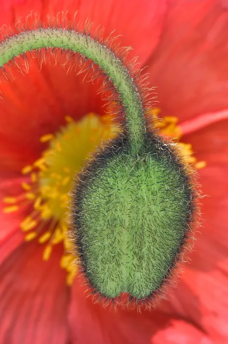 Framed Print : Iceland Poppy Framed Print : Iceland Poppy