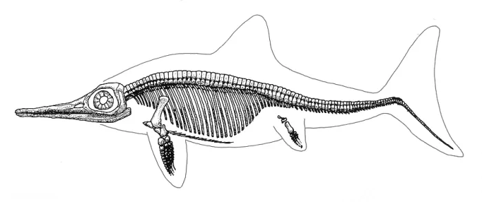 Framed Print : Ichthyosaur Skeleton, Mesozoic Reptile Framed Print : Ichthyosaur Skeleton, Mesozoic Reptile