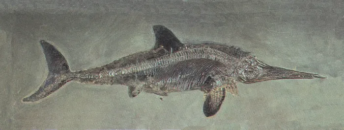 Framed Print : Ichthyosaurus acutirostris, Mesozoic Reptile