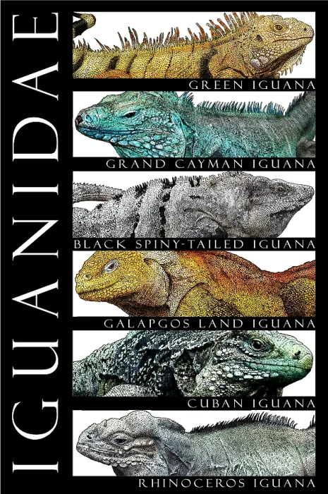 Framed Print : Iguanas, Poster Framed Print : Iguanas, Poster
