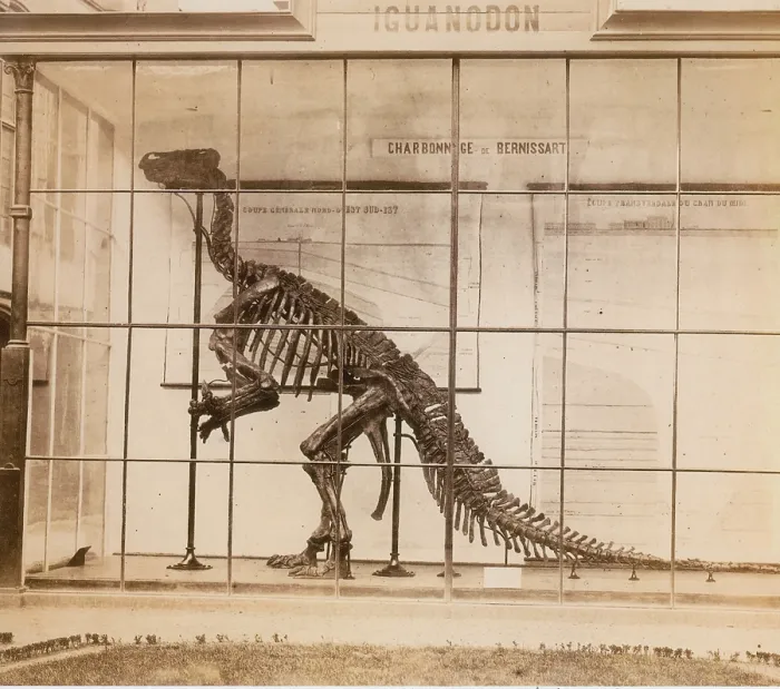 Framed Print : Iguanodon Skeleton, Mesozoic Dinosaur