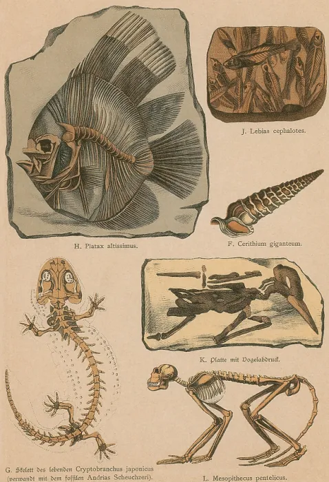 Framed Print : Illustrated Geology and Paleontology Framed Print : Illustrated Geology and Paleontology