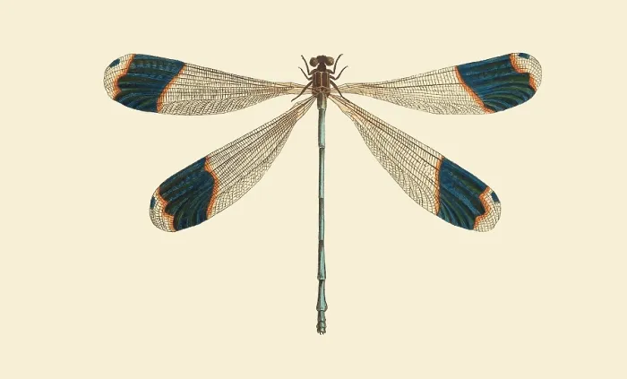 Framed Print : Illustration of a Blue-tipped Dragonfly