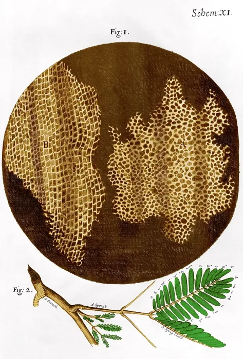 Framed Print : Illustration of cork wood cells Framed Print : Illustration of cork wood cells