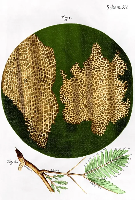 Framed Print : Illustration of cork wood cells Framed Print : Illustration of cork wood cells