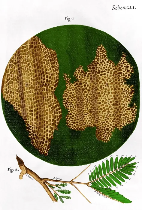 Framed Print : Illustration of cork wood cells Framed Print : Illustration of cork wood cells