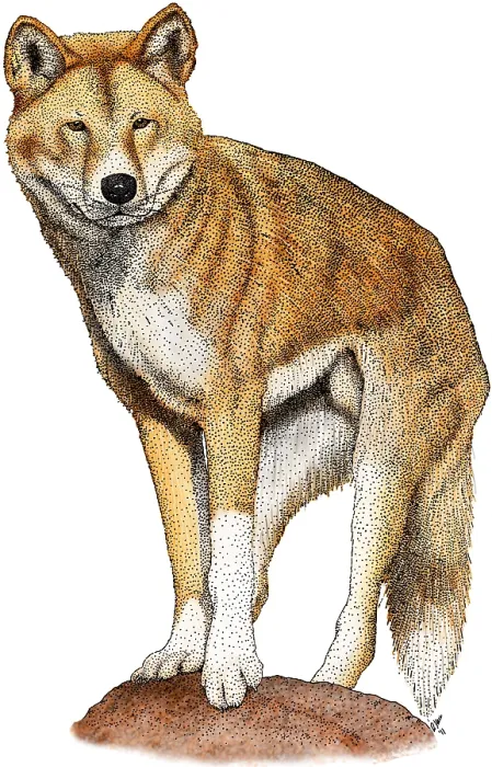 Framed Print : Dingo. Illustration of a Dingo (Canis lupus dingo) Framed Print : Dingo. Illustration of a Dingo (Canis lupus dingo)