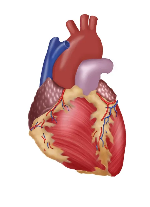 Framed Print : Illustration of Human Heart Framed Print : Illustration of Human Heart