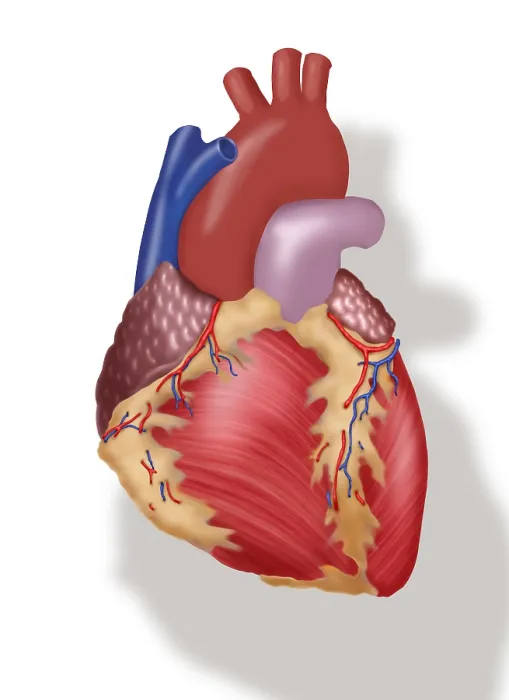 Framed Print : Illustration of Human Heart Framed Print : Illustration of Human Heart