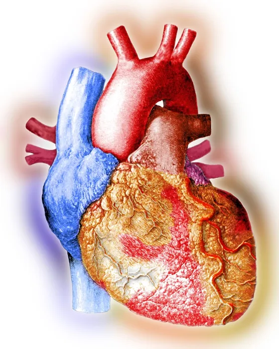 Framed Print : Heart. Illustration of the human heart Framed Print : Heart. Illustration of the human heart