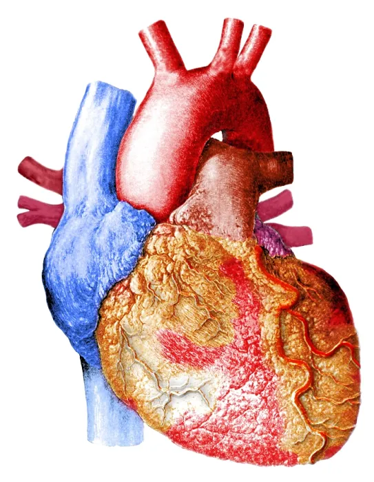 Framed Print : Heart. Illustration of the human heart