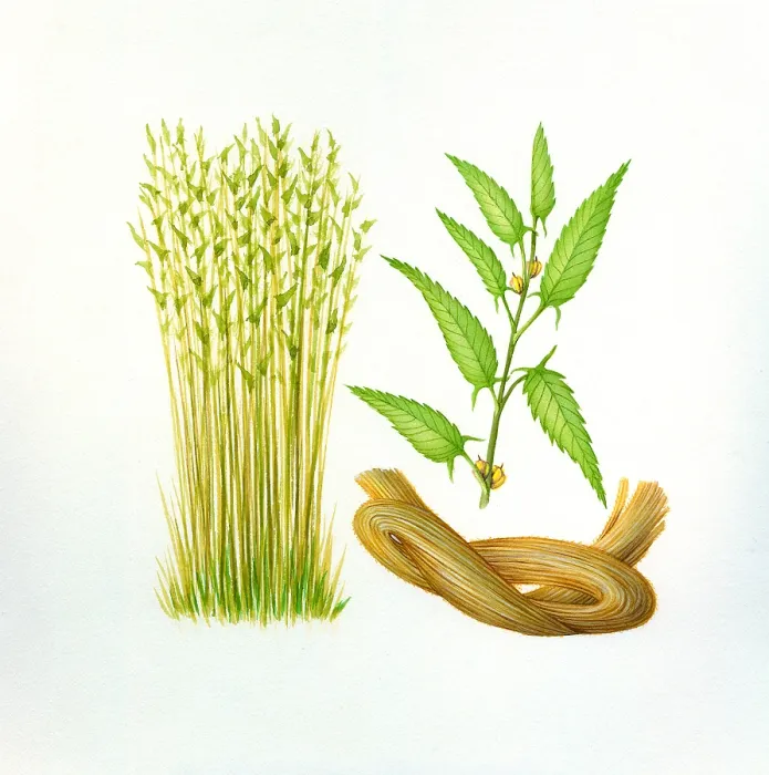 Framed Print : Jute. Illustration of Jute Framed Print : Jute. Illustration of Jute