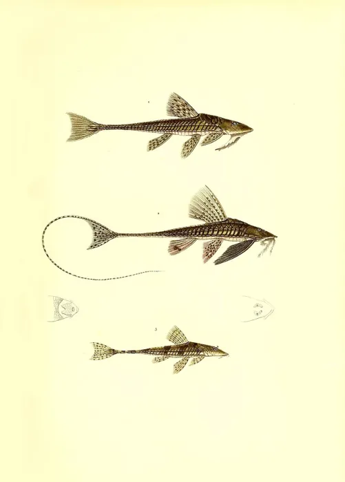 Framed Print : Illustration of South American Catfish