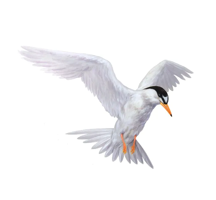 Framed Print : Tern. Illustration of a white tern (genus Sterna) Framed Print : Tern. Illustration of a white tern (genus Sterna)