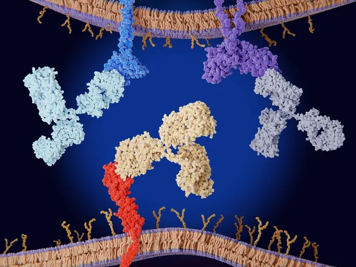 Framed Print : Immune checkpoint inhibitors: PD-1, CTLA_4 and PD-1 blocked by therapeutic antibodies Framed Print : Immune checkpoint inhibitors: PD-1, CTLA_4 and PD-1 blocked by therapeutic antibodies
