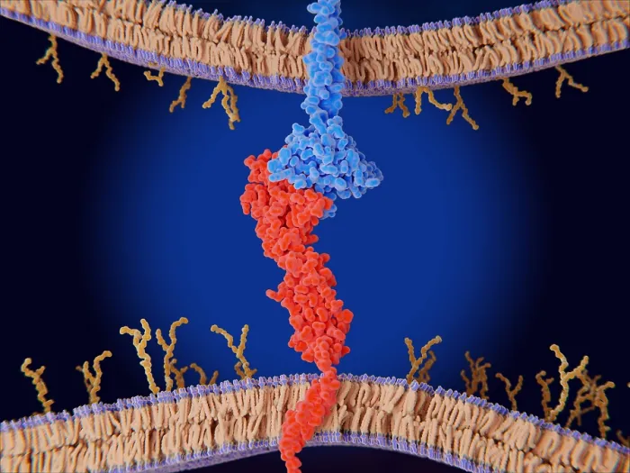 Framed Print : Immune checkpoint: Interaction between PD-1 and PD-L1 inhibits T-cells Framed Print : Immune checkpoint: Interaction between PD-1 and PD-L1 inhibits T-cells