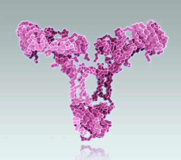 Framed Print : Immunoglobulin A, antibody Framed Print : Immunoglobulin A, antibody