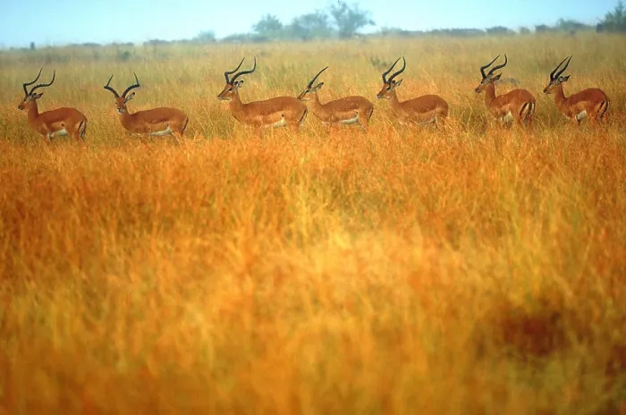 Framed Print : Impalas