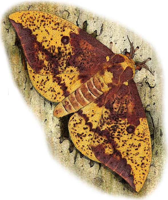 Framed Print : Imperial Moth, Illustration Framed Print : Imperial Moth, Illustration