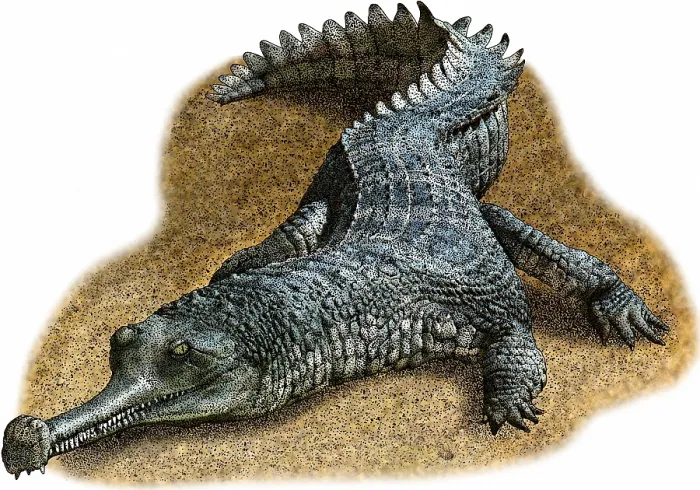 Framed Print : Indian Gharial Framed Print : Indian Gharial