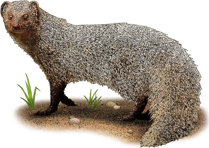 Framed Print : Indian Gray Mongoose