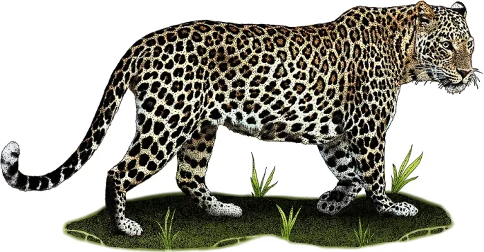 Framed Print : Indian leopard