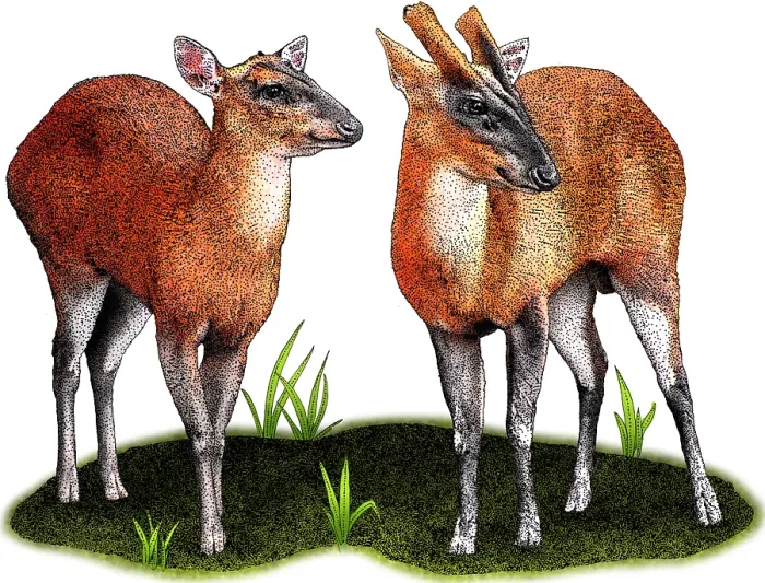 Framed Print : Indian Muntjac Deer