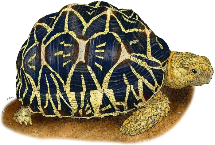 Framed Print : Indian Star Tortoise Framed Print : Indian Star Tortoise