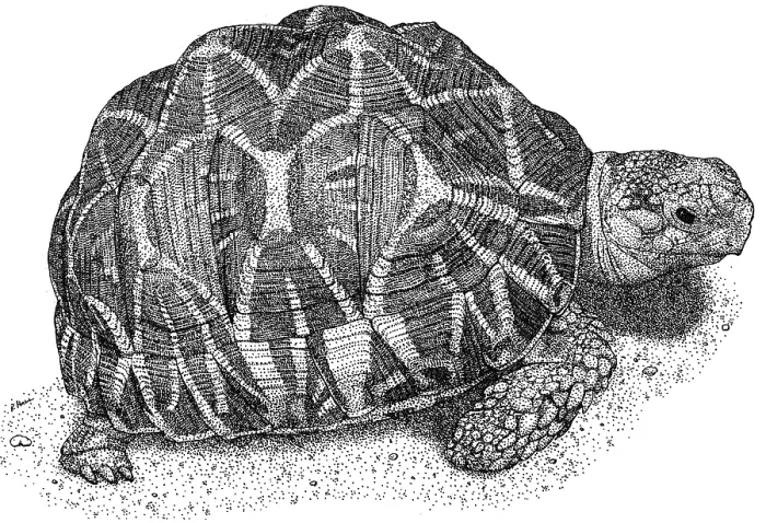 Framed Print : Indian Star Tortoise Framed Print : Indian Star Tortoise