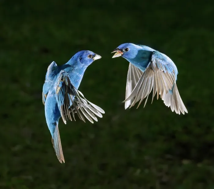 Framed Print : Indigo bunting