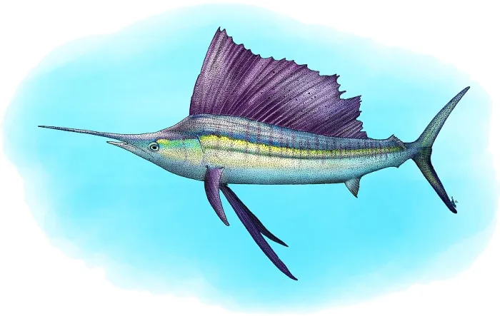 Framed Print : Indo-Pacific Sailfish Framed Print : Indo-Pacific Sailfish