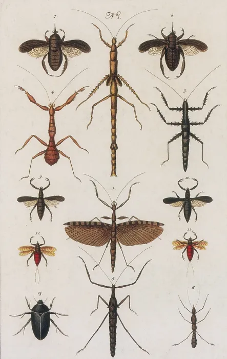 Framed Print : Insects, Seba's Thesaurus, 1734