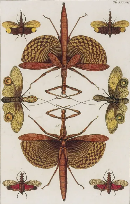 Framed Print : Insects, Seba's Thesaurus, 1734