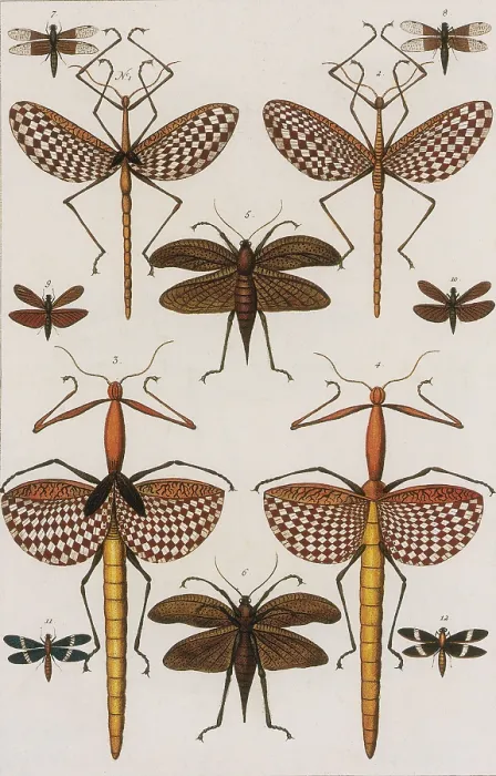 Framed Print : Insects, Seba's Thesaurus, 1734