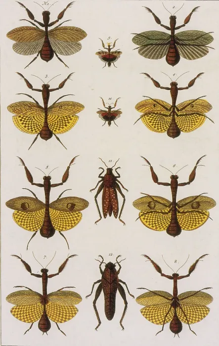 Framed Print : Insects, Seba's Thesaurus, 1734 Framed Print : Insects, Seba's Thesaurus, 1734