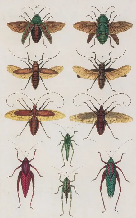 Framed Print : Insects, Seba's Thesaurus, 1734