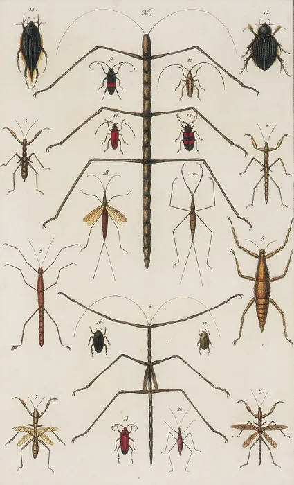 Framed Print : Insects, Seba's Thesaurus, 1734 Framed Print : Insects, Seba's Thesaurus, 1734