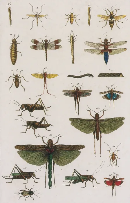 Framed Print : Insects, Seba's Thesaurus, 1734