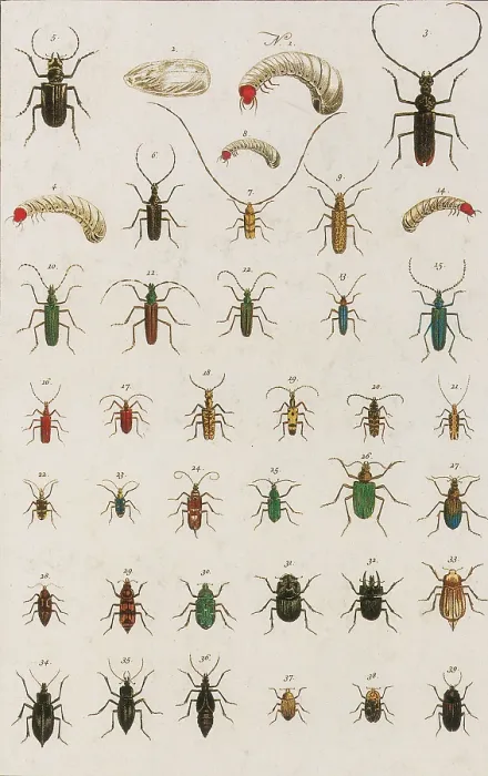 Framed Print : Insects, Seba's Thesaurus, 1734