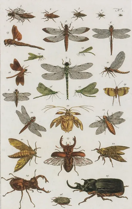 Framed Print : Insects, Seba's Thesaurus, 1734 Framed Print : Insects, Seba's Thesaurus, 1734