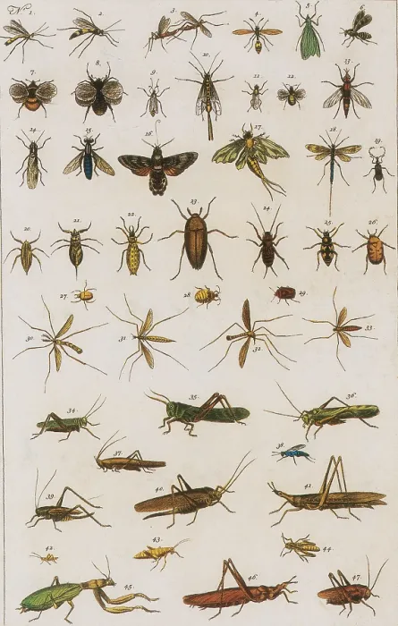 Framed Print : Insects, Seba's Thesaurus, 1734 Framed Print : Insects, Seba's Thesaurus, 1734