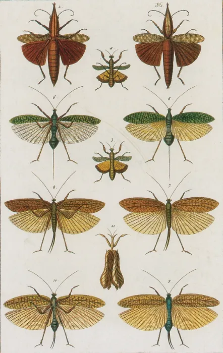 Framed Print : Insects, Seba's Thesaurus, 1734 Framed Print : Insects, Seba's Thesaurus, 1734