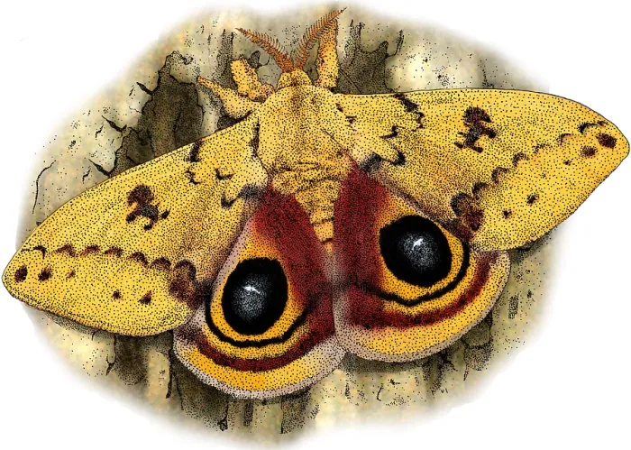 Framed Print : Io Moth, Automeris io, Illustration Framed Print : Io Moth, Automeris io, Illustration